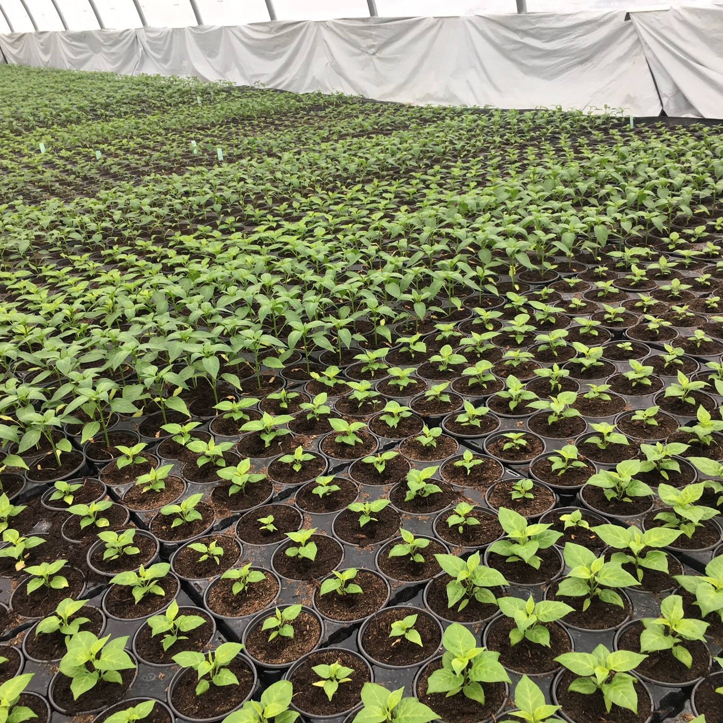 JALAPENO LEON CHILIPFLANZE