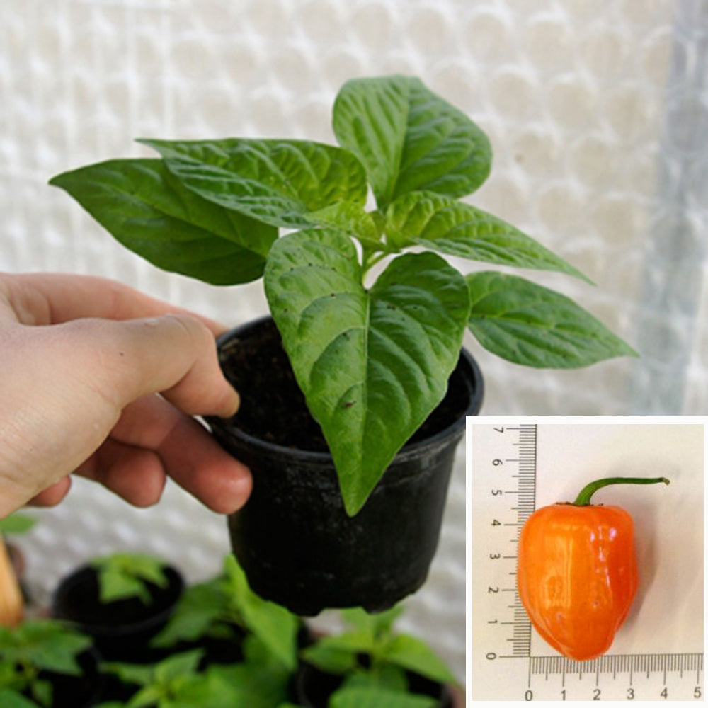 Habanero Orange - Chili plant