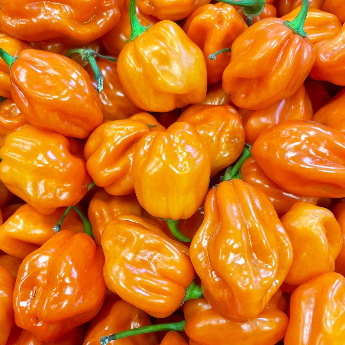 Frische Habanero Orange, 200g