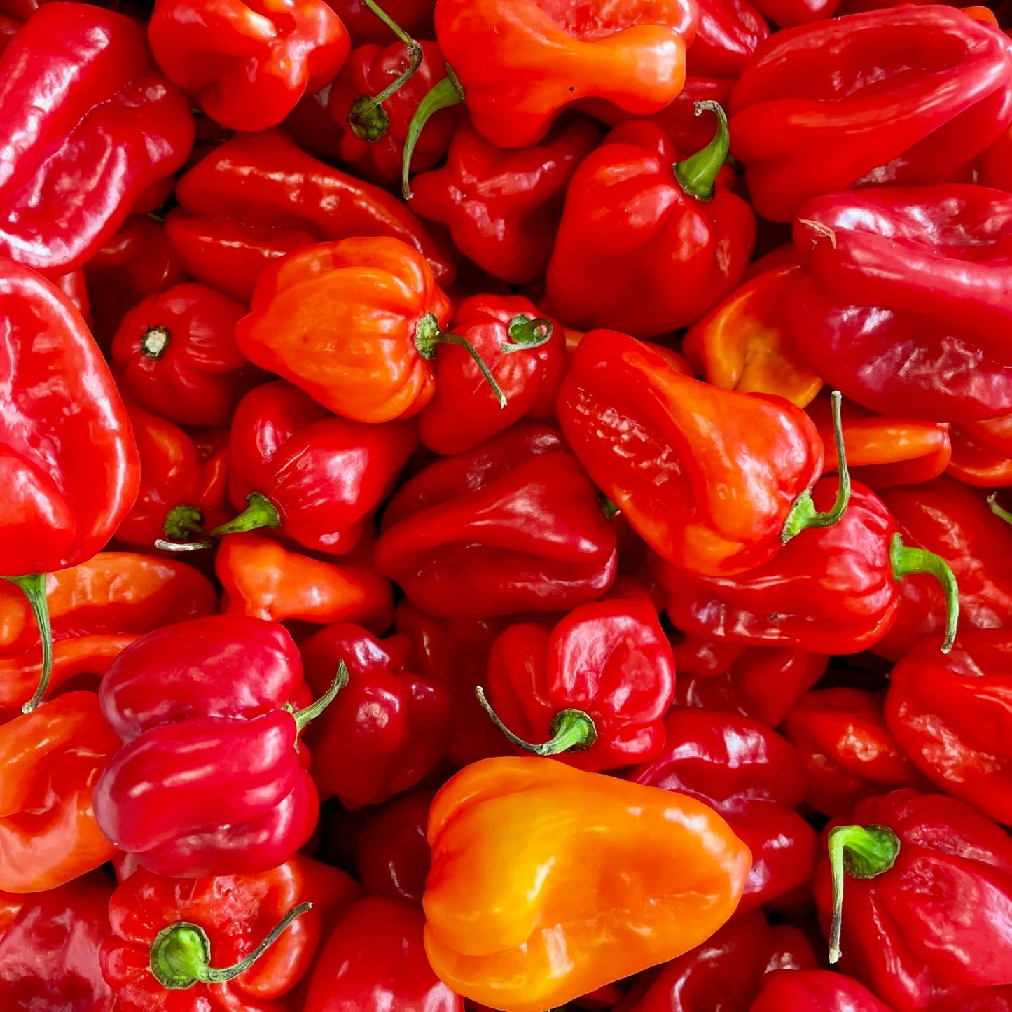 Habanero Rojo Fresco, 200g