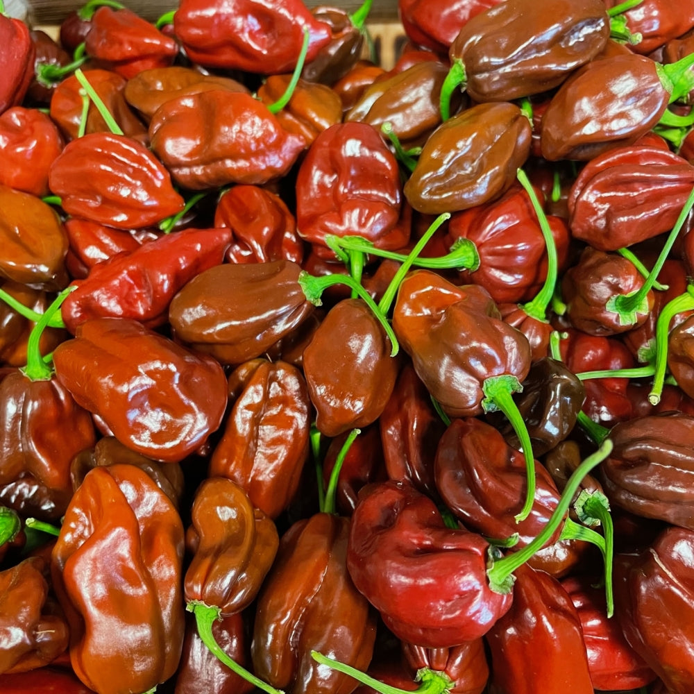 FRISCHE HABANERO CHOCO 100G