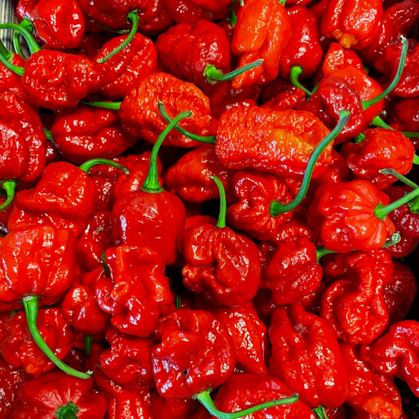 Frische Carolina Reaper, 100g