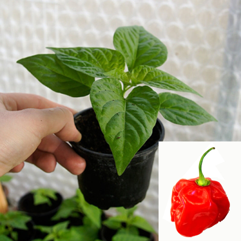 HABANERO CARRIBBEAN RED CHILIPFLANZE