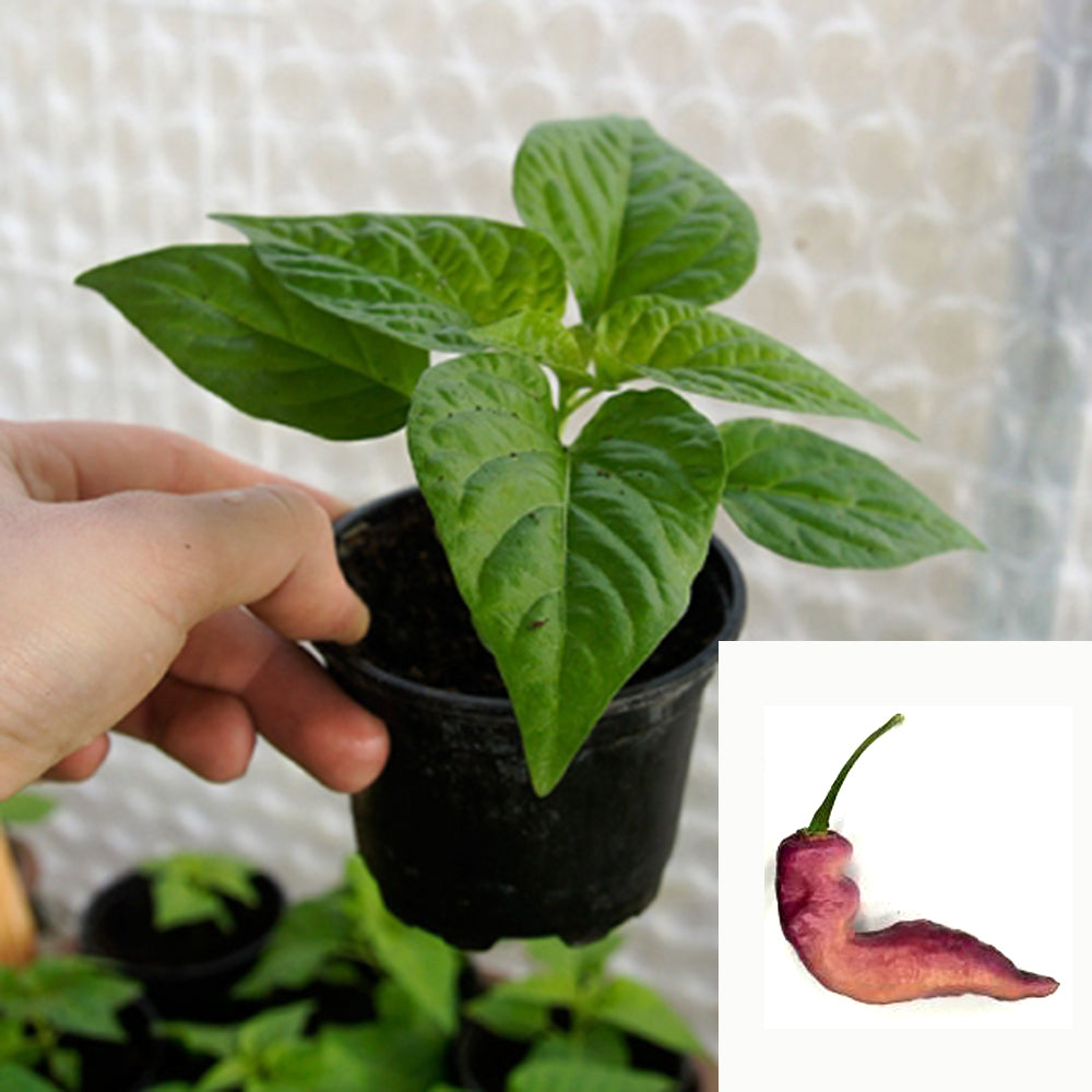 Pink Tiger chili plant