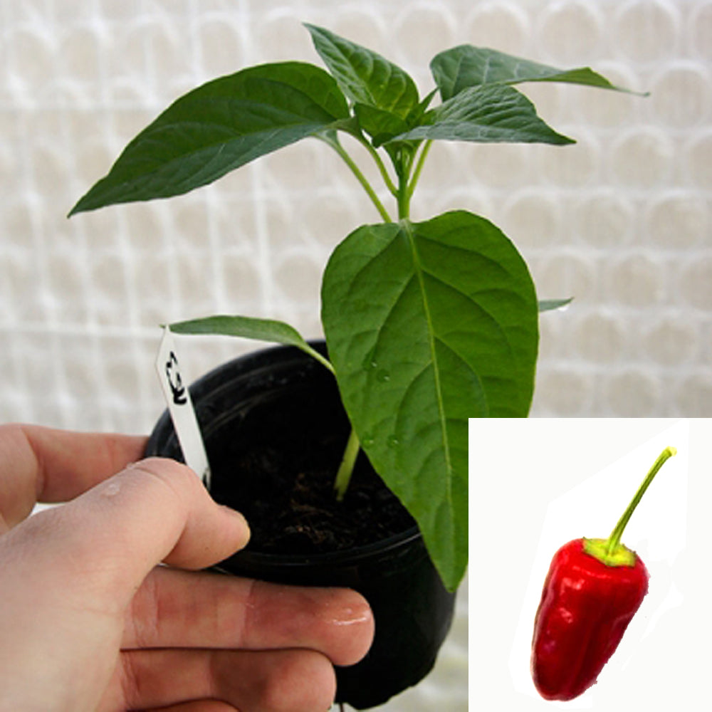 Planta de chile - Biber flor turca