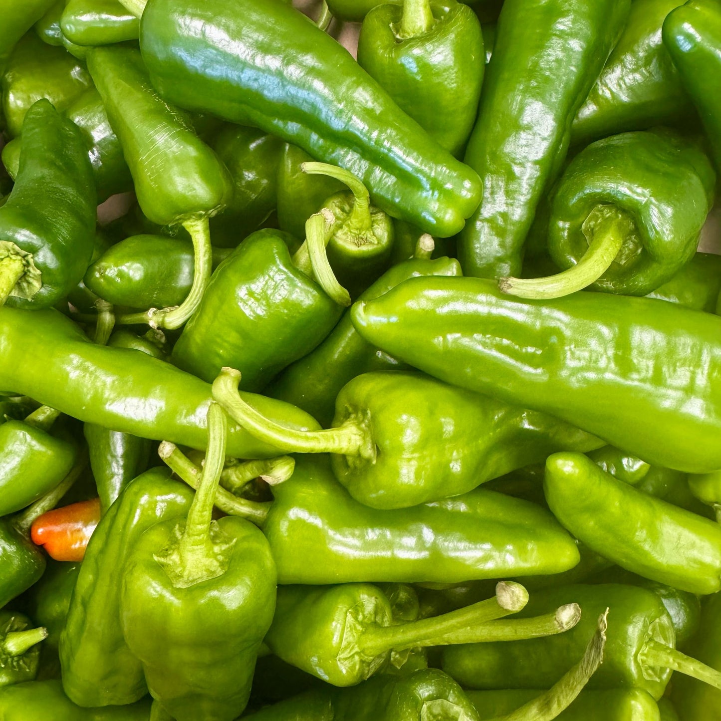 Frische Pimientos de Padron, 200g