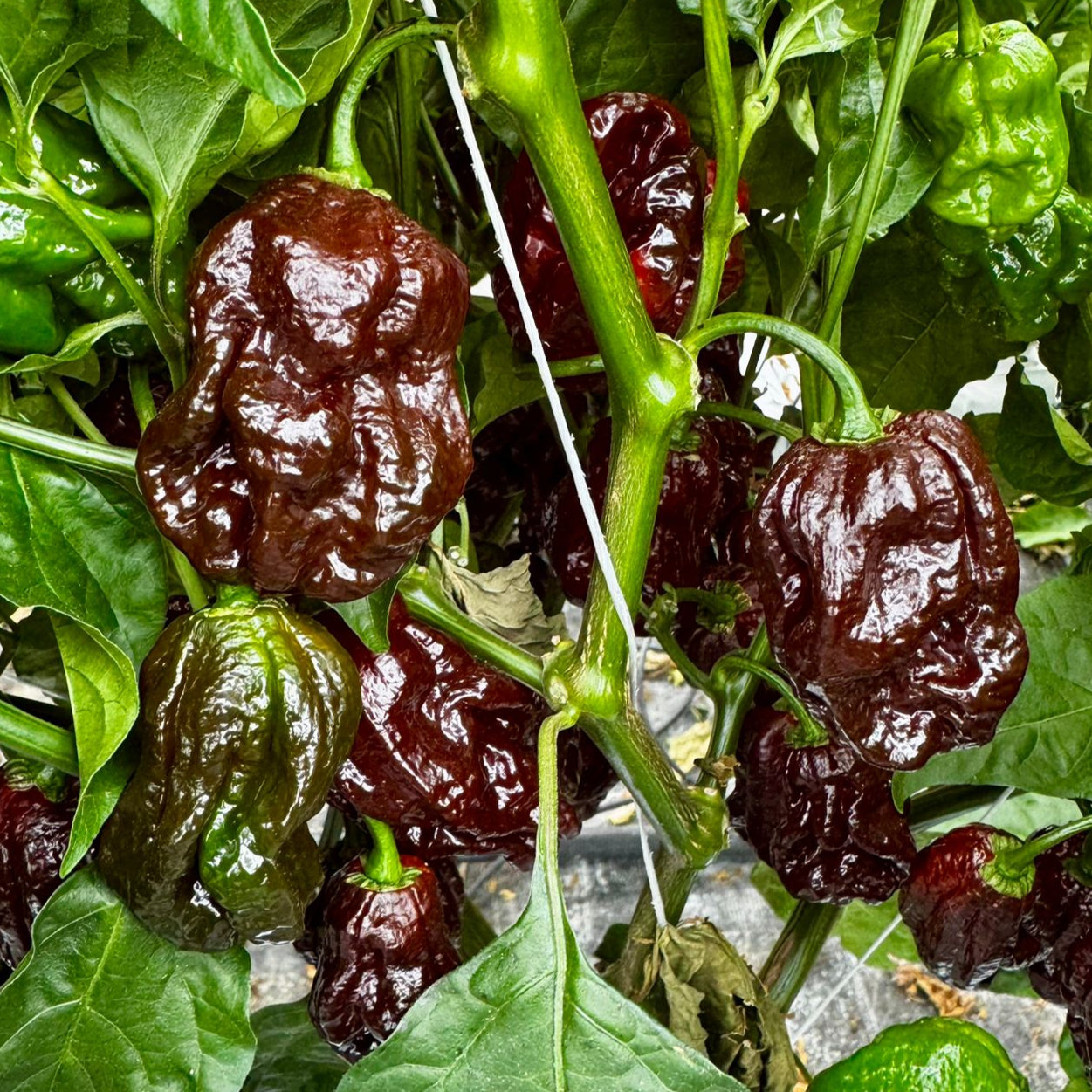 Frische Carolina Reaper Choco, 50g