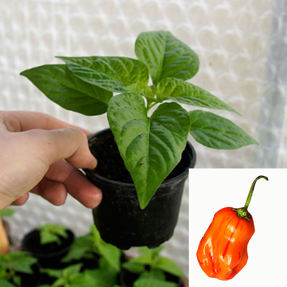 ZEBRANGE CHILIPFLANZE