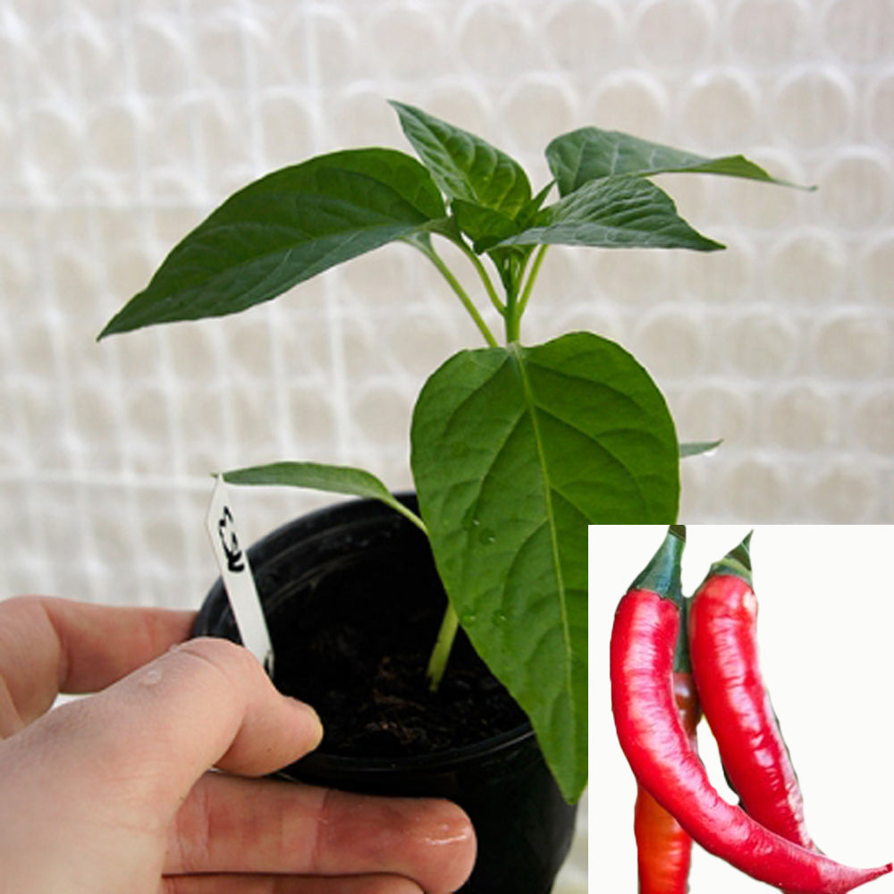 DE CAYENNE CHILIPFLANZE