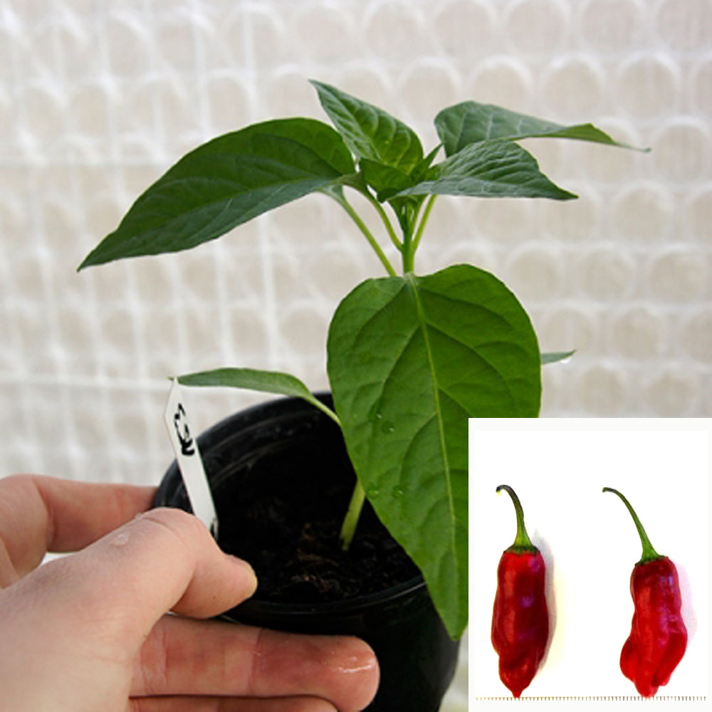 BLACK KNIGHT CHILIPFLANZE