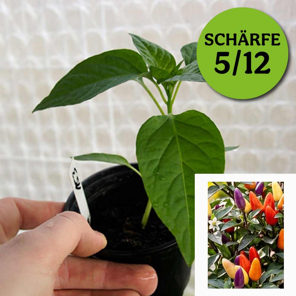 BOLIVIAN RAINBOW CHILIPFLANZE