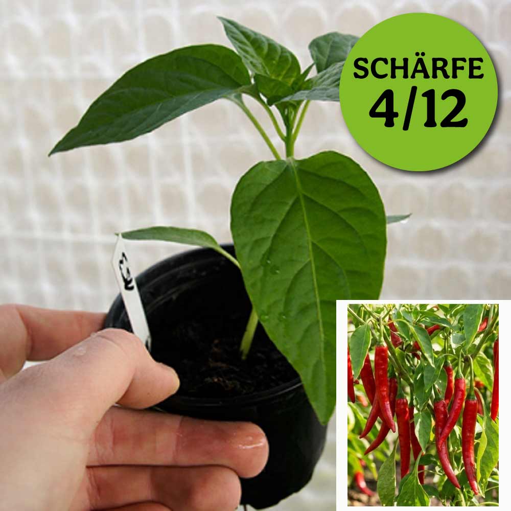 DE CAYENNE CHILIPFLANZE
