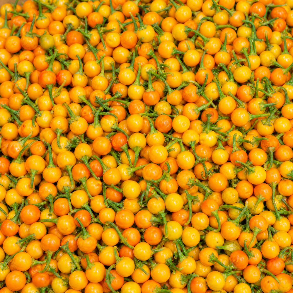 FRISCHE AJI CHARAPITA 35G