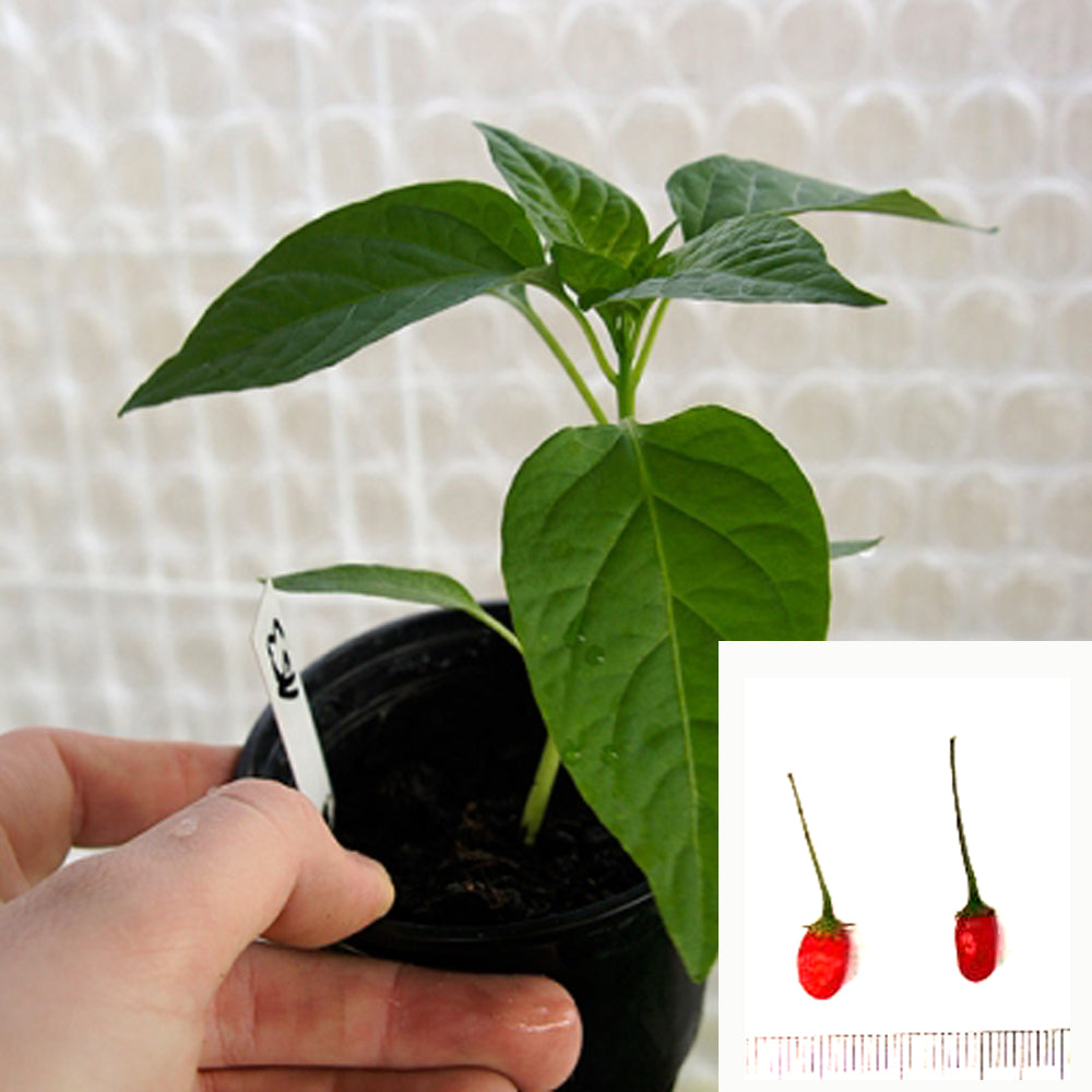 Chili plant - Chiltepin