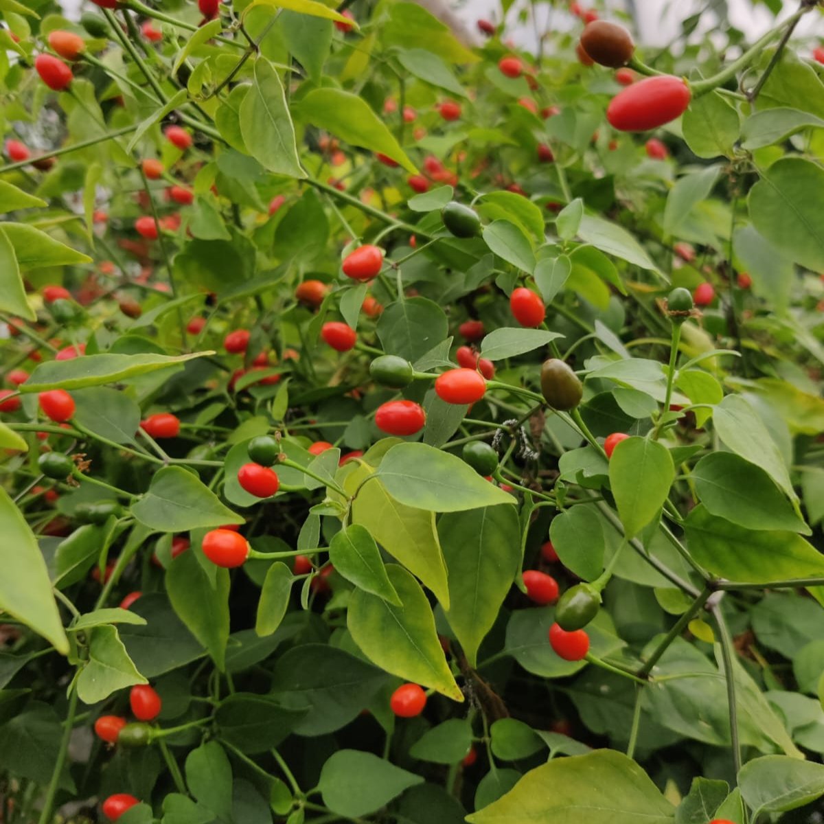 Planta de chile - Chiltepin