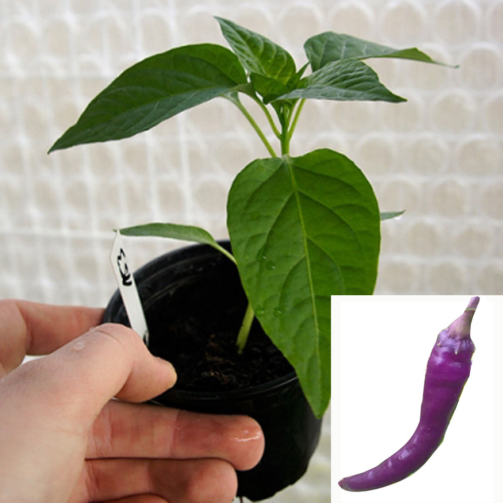 DIAVOLETTE CHILIPFLANZE