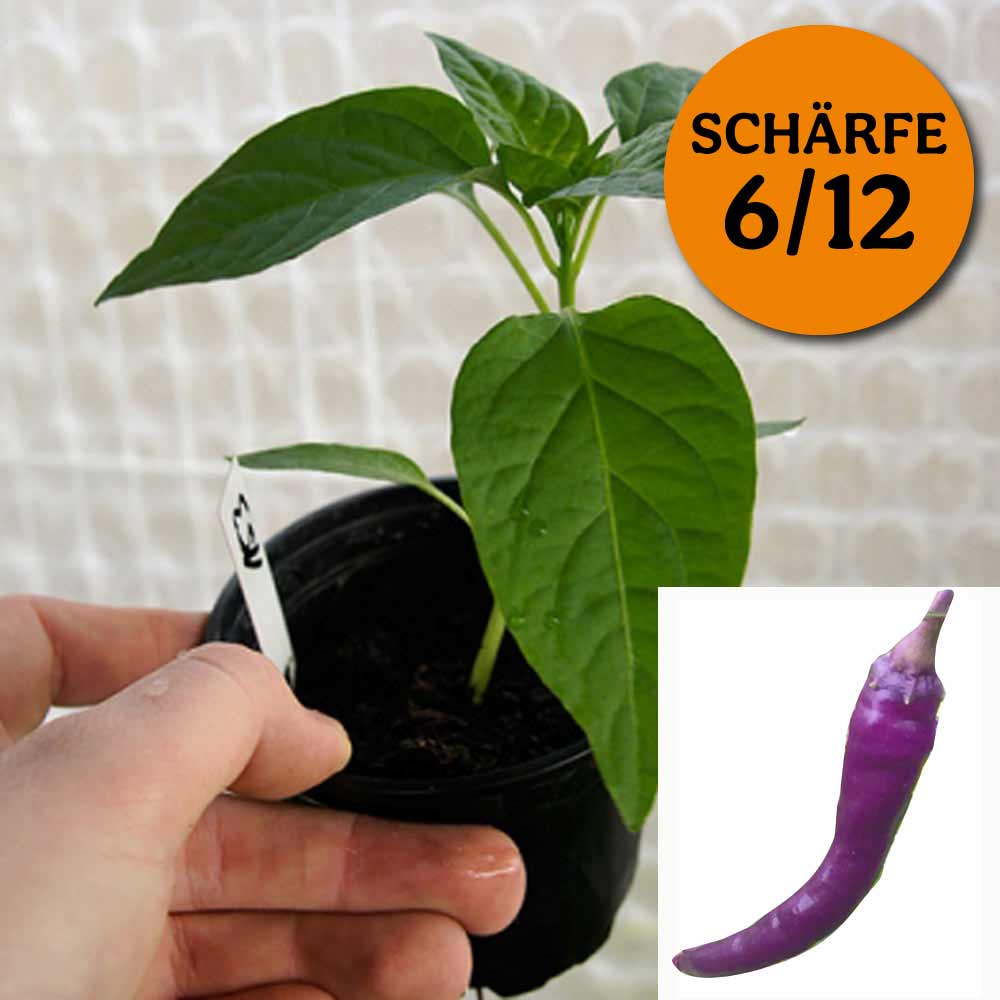 DIAVOLETTO CHILIPFLANZE