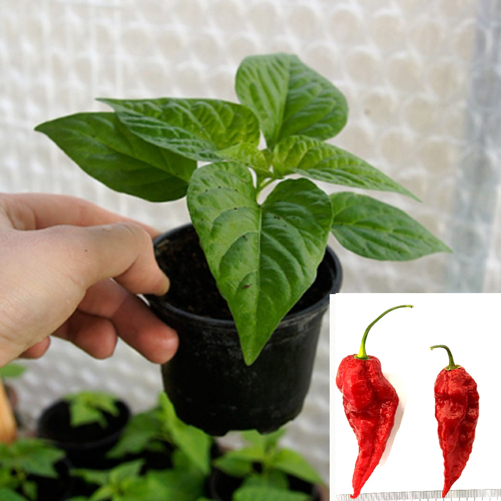 Chili plant - Fatalii Red