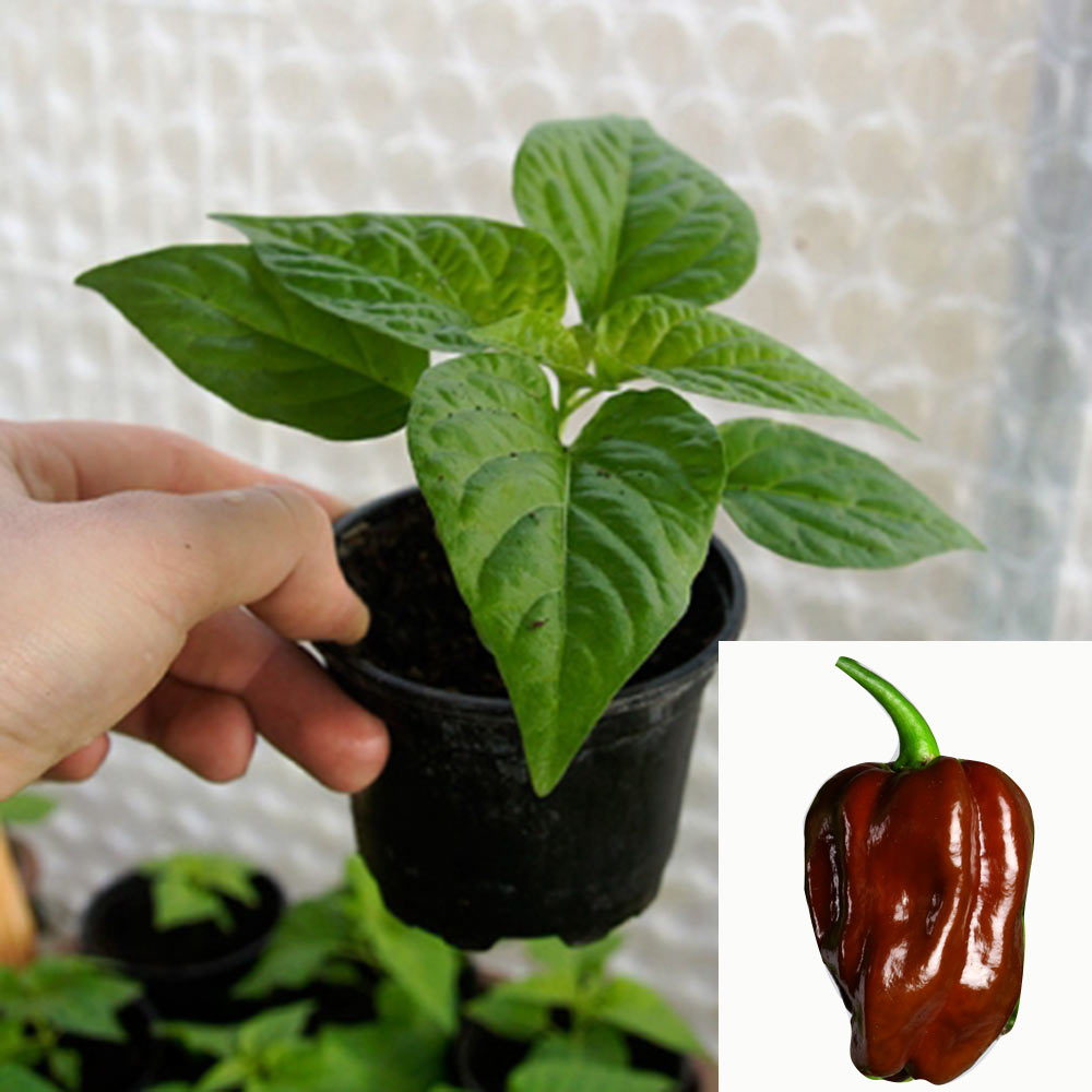 Habanero Chocolate - chili plant