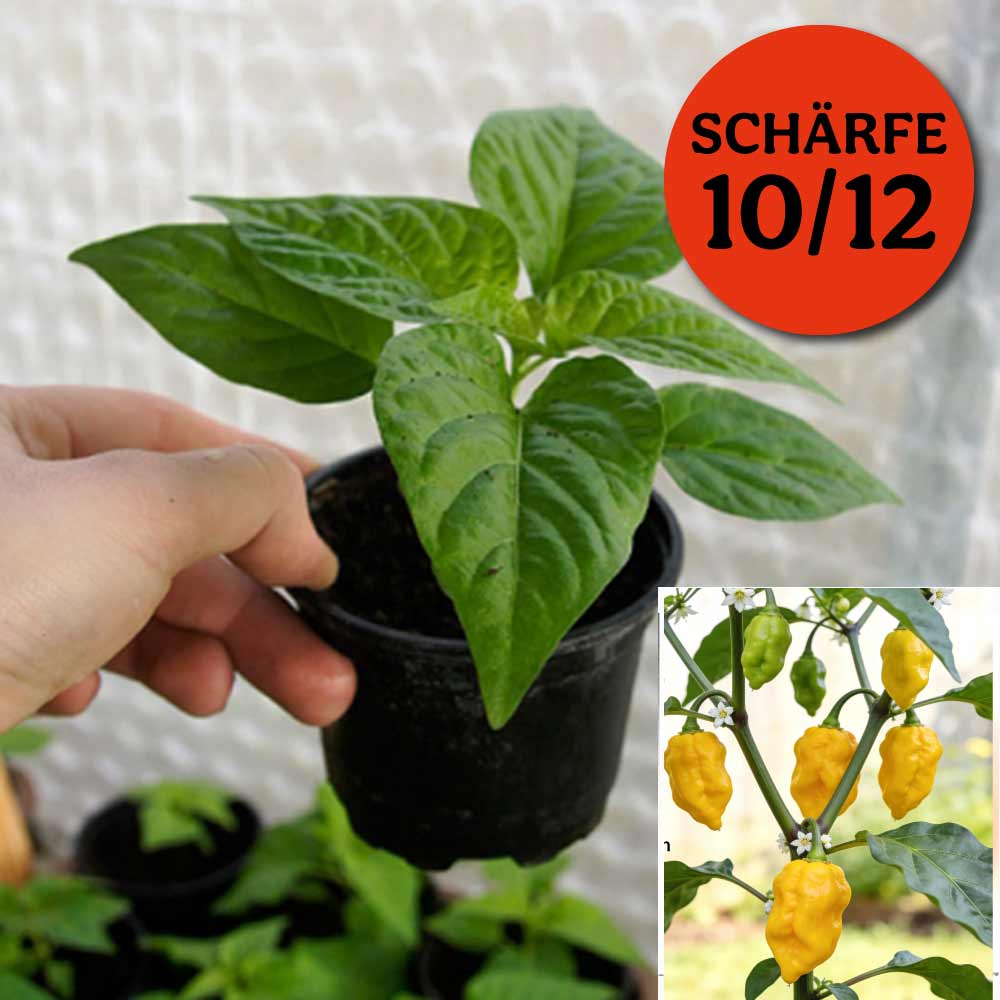 HABANERO LEMON CHILIPFLANZE