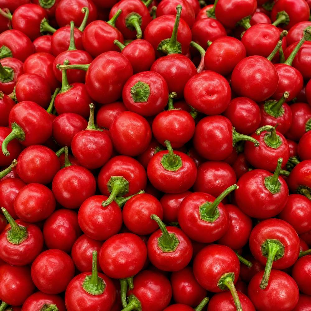 FRISCHE KORAL 100G