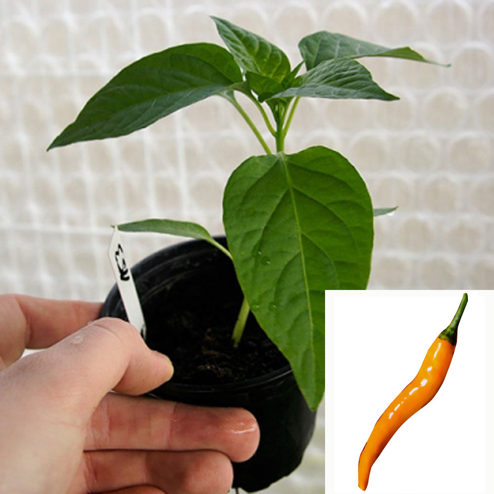 TURUNCU SPIRAL CHILIPFLANZE