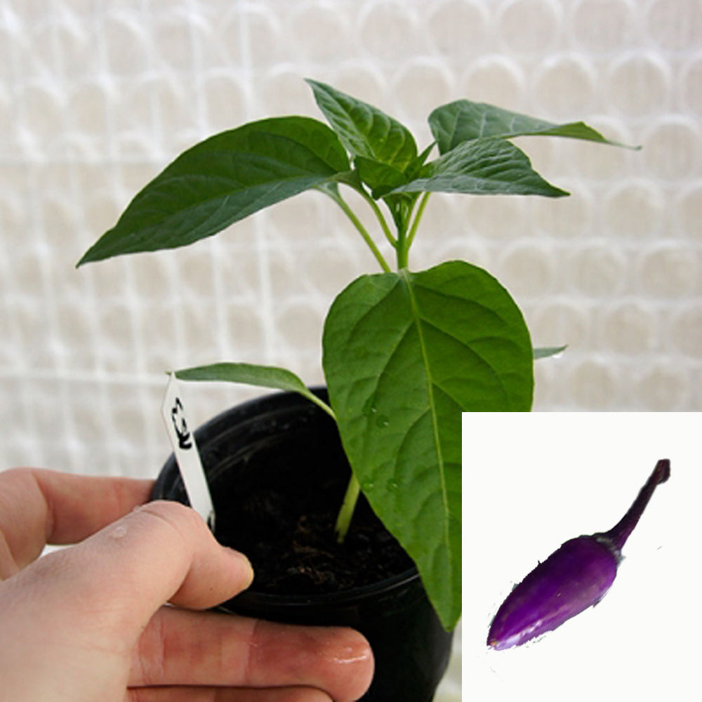 Planta de Chile - Los Cables Violetas