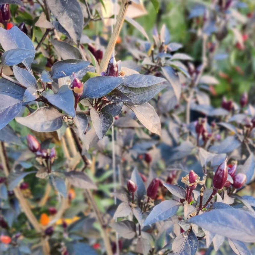 Planta de Chile - Los Cables Violetas