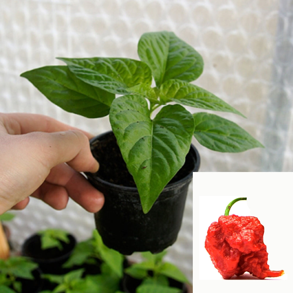 Carolina Reaper red - chili plant