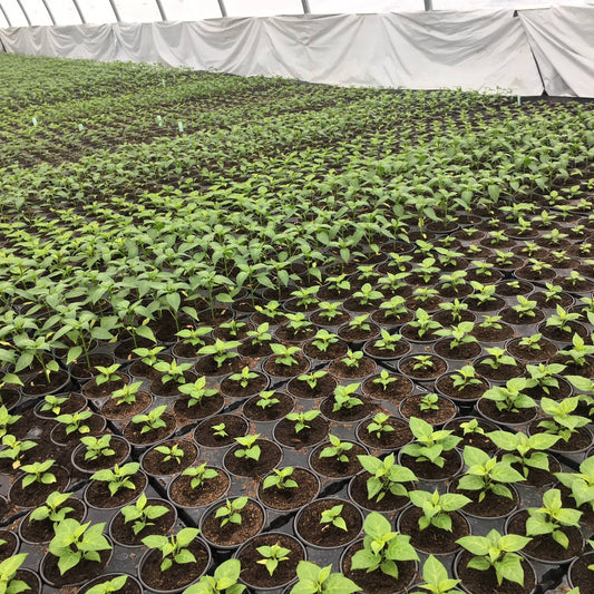 AJI CHARAPITA CHILIPFLANZE