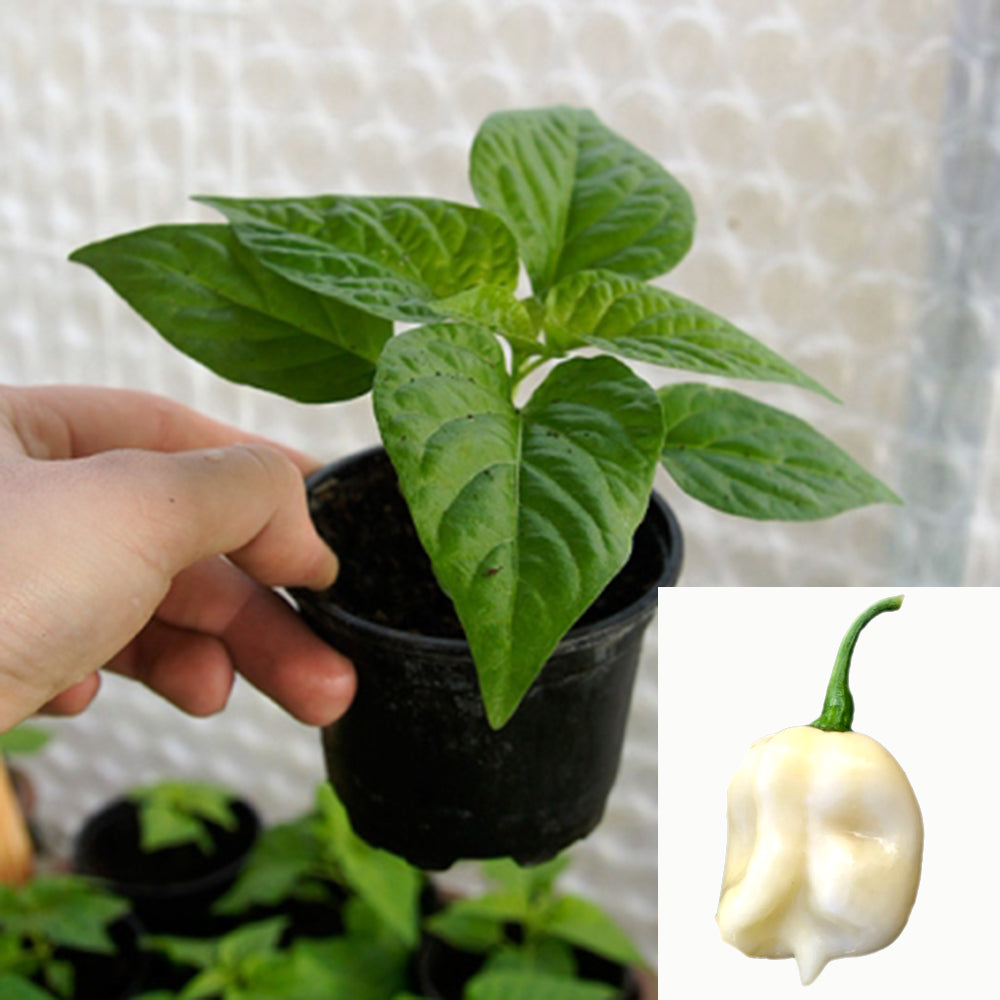 Chili Plant - 7Pot White