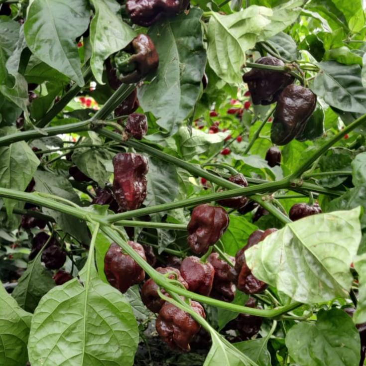 7 Pot Congo Choco Chilisamen