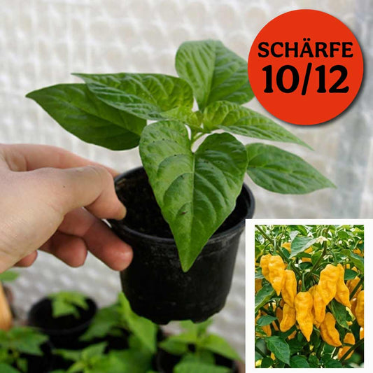 FATALII GELB CHILIPFLANZE