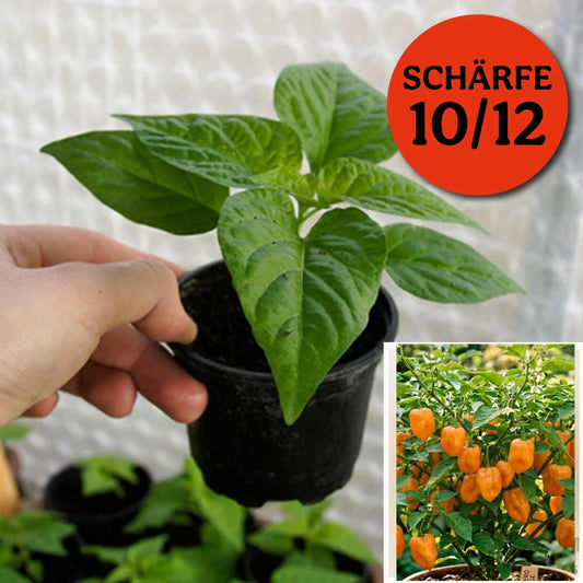 Planta de chile - Naranja Habanero