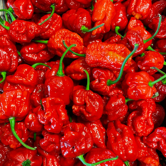 Fresh Carolina Reaper, 100g | hottest chili variety in the world