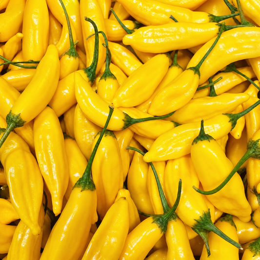 FRISCHE LEMON DROP 100G