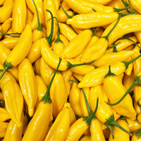 FRISCHE CHILI