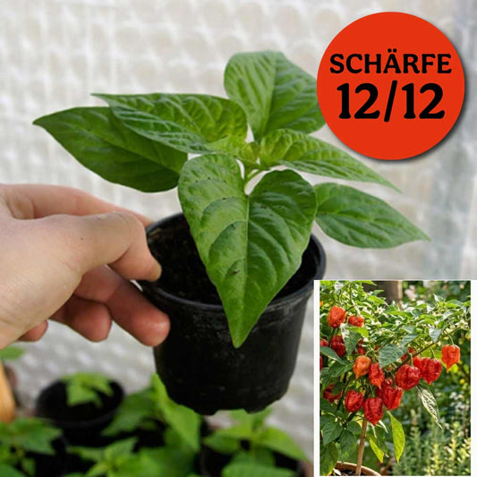 TRINIDAD SCORPION MORUGA CHILIPFLANZE