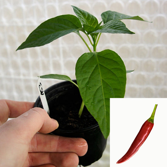 Chilipflanze - Koh Samui (Cayenne Art)