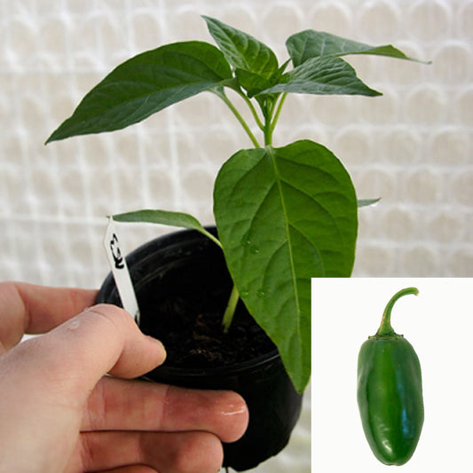 Jalapeno M - Chilipflanze