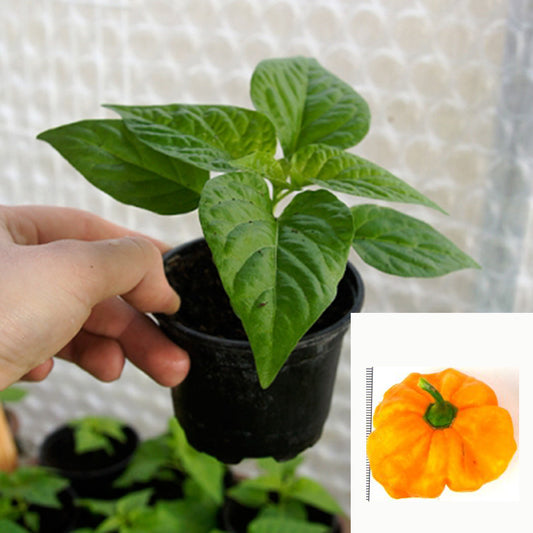 Scotch Bonnet gelb - Chilipflanze