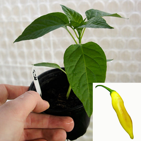 Chilipflanze - Lemon Drop