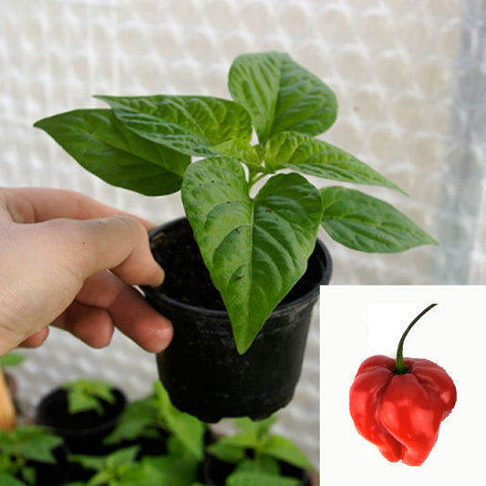 Chilipflanze - Habanero Tropical Red