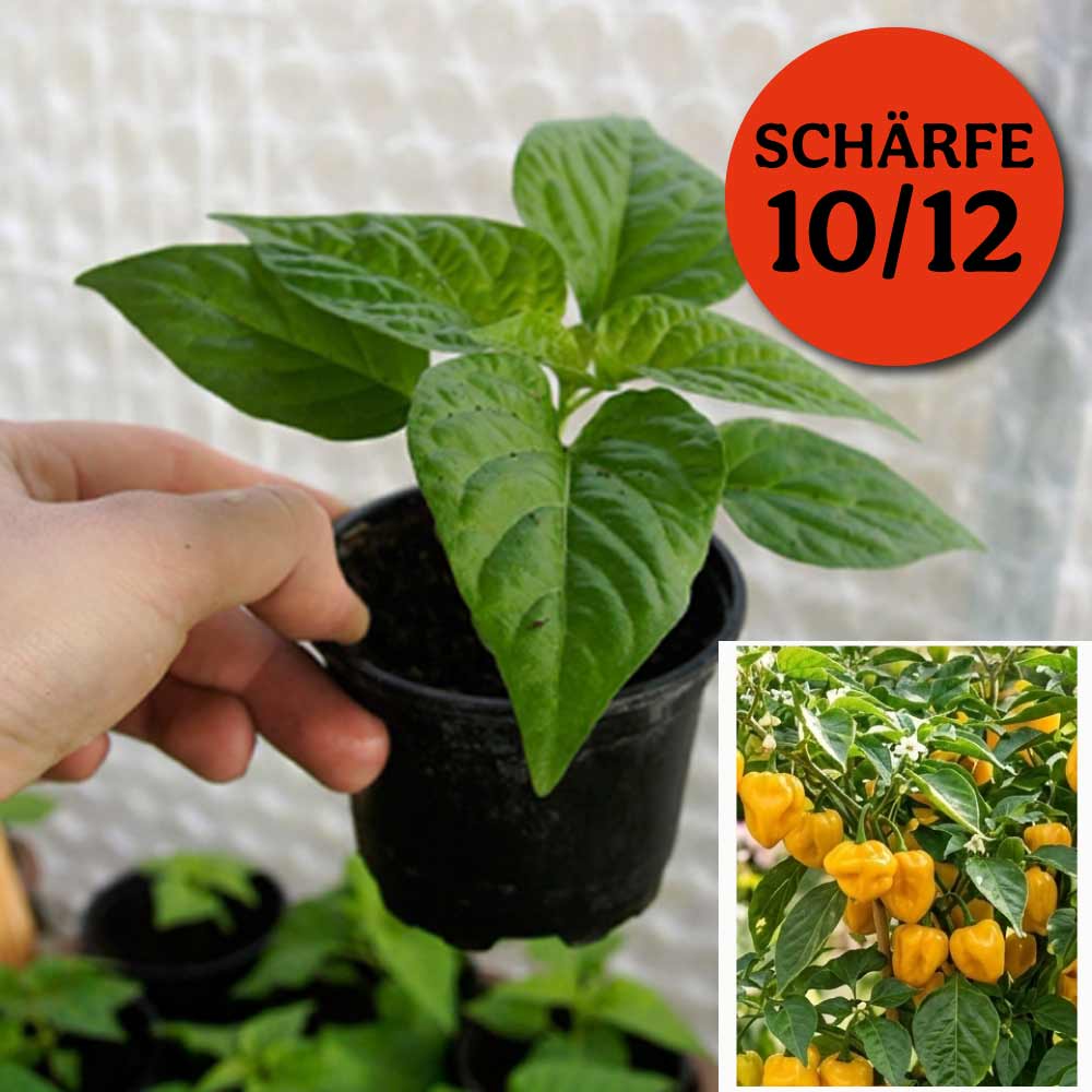 SCOTCH BONNET BIG SUN CHILIPFLANZE