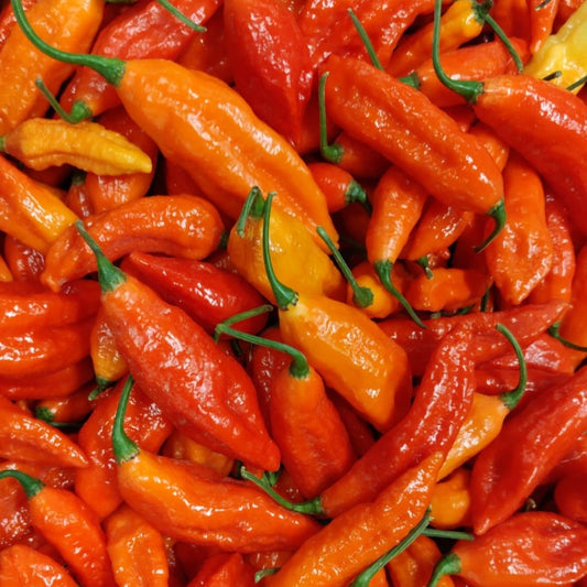 Frische Bhut Jolokia, 100g