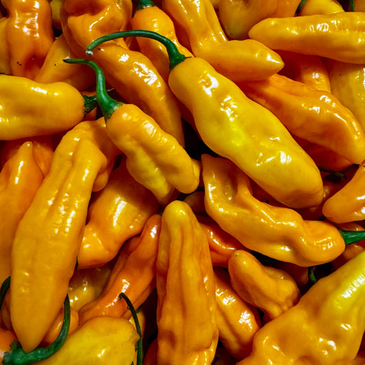 Frische Madame Jeanette, 200g
