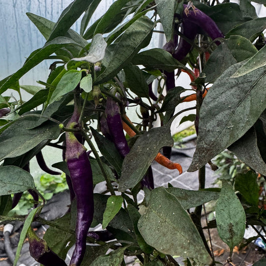 Diavoletto Chilisamen