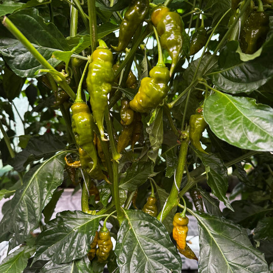 Trinidad Scorpion green Chilisamen