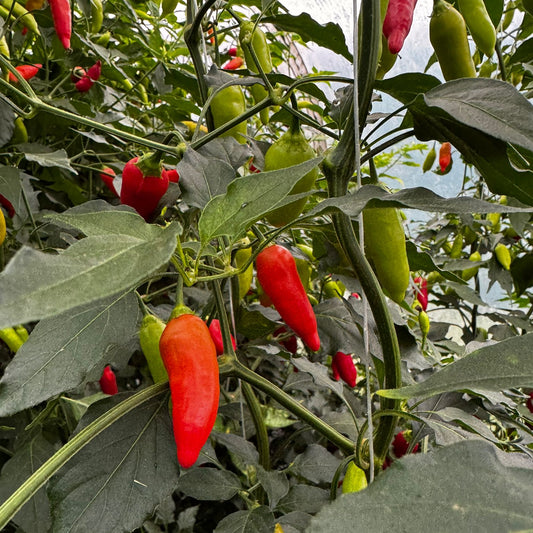 Aji Benito Chilisamen