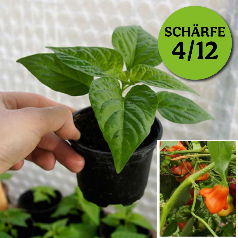 Planta de chile - Zebrange